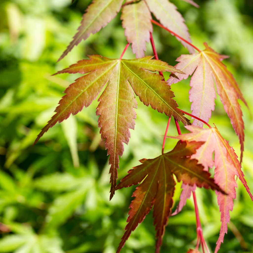 Ácer-do-japão Orange Dream - Acer palmatum