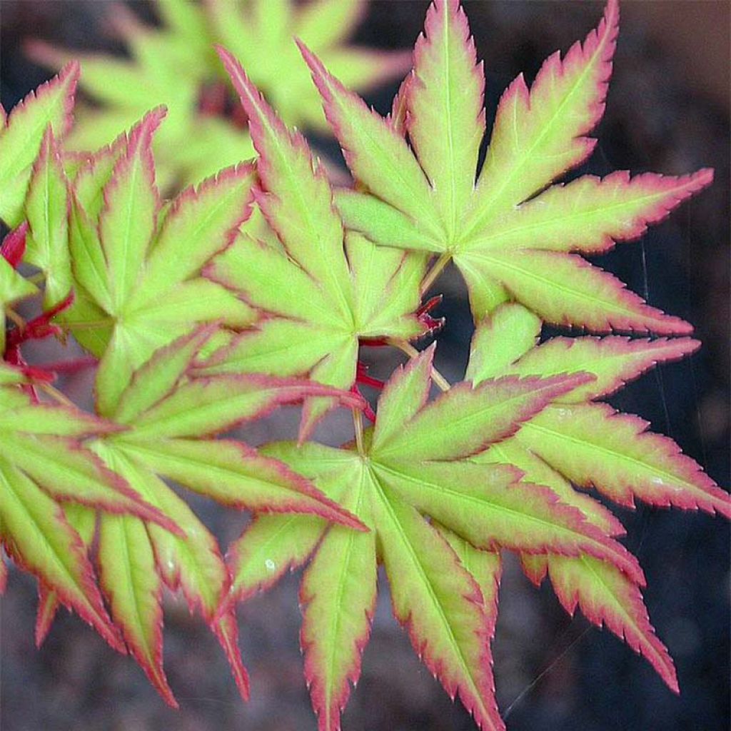 Erable du Japon - Acer palmatum Sangokaku (Senkaki)