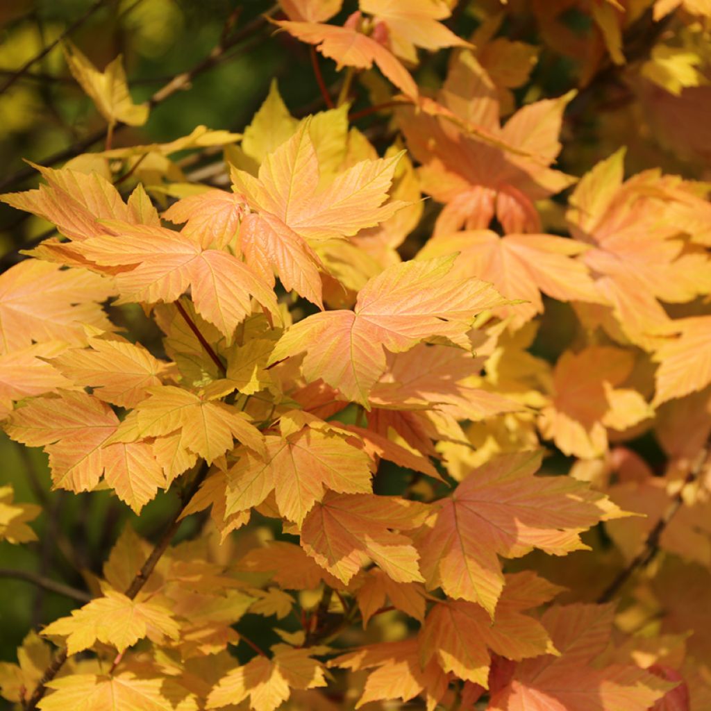 Erable sycomore - Acer pseudoplatanus Leat's Cottage