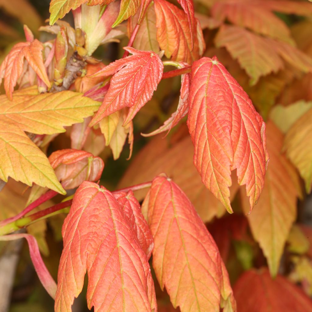 Erable sycomore - Acer pseudoplatanus Leat's Cottage