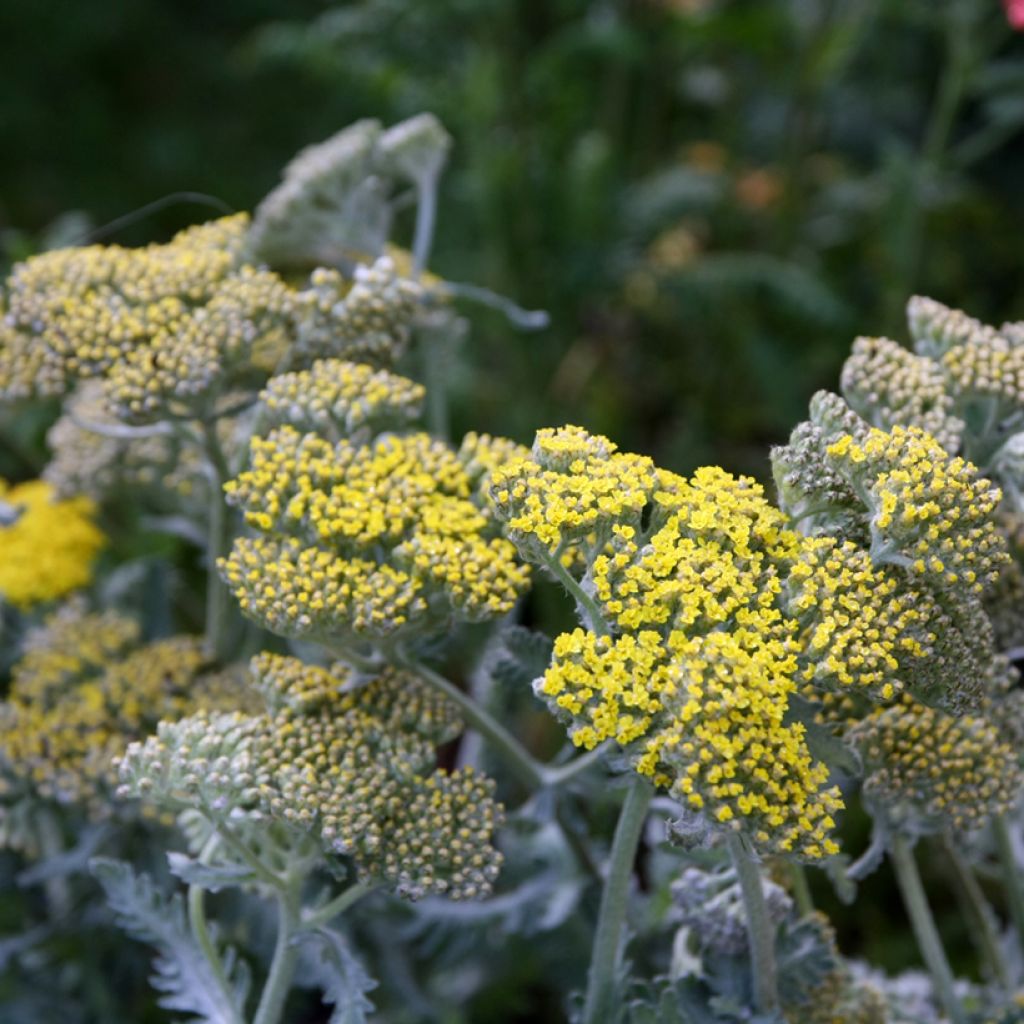 Achillea Little Moonshine