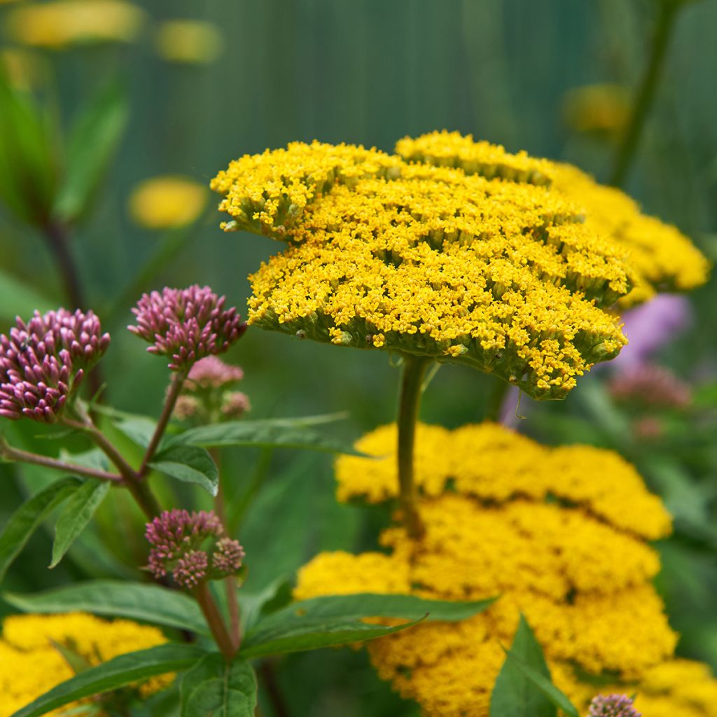 Achillée Coronation Gold