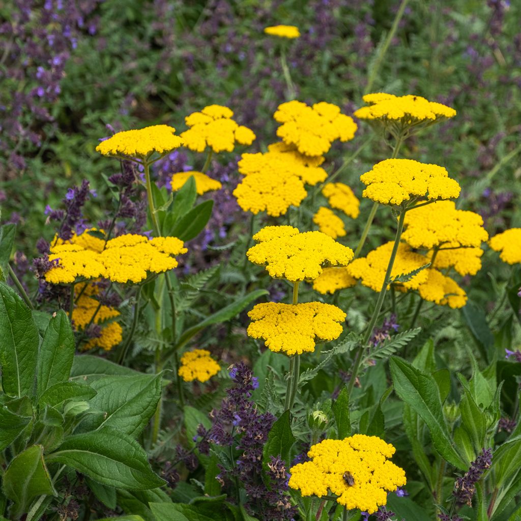 Achillée Coronation Gold