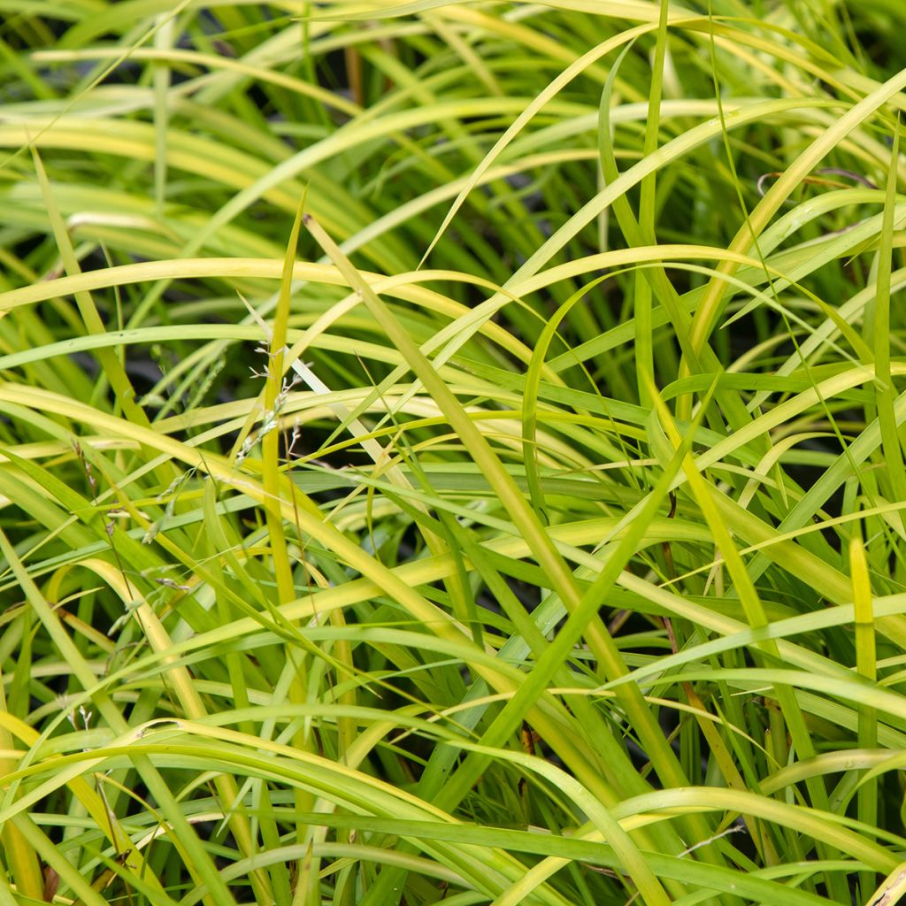 Acorus gramineus - Acore, jonc japonais