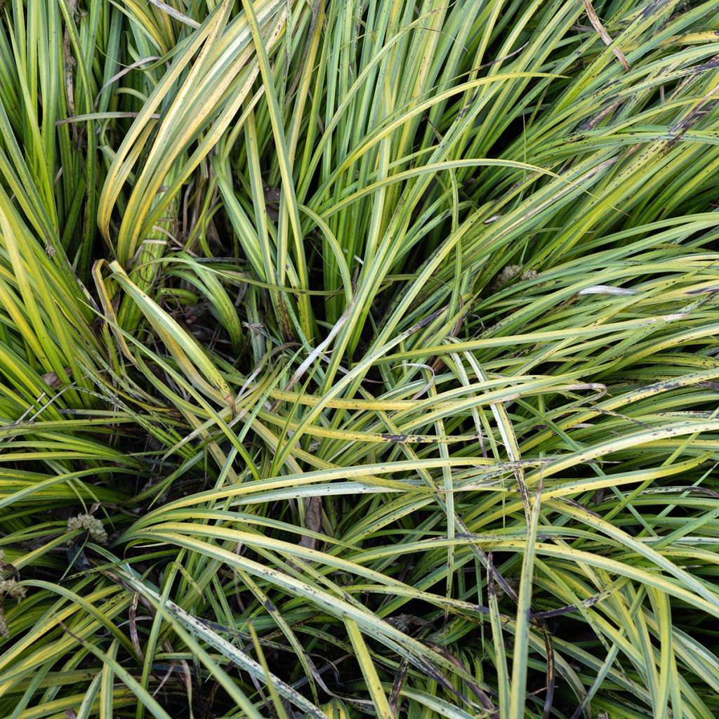 Acorus gramineus Ogon - Jonc japonais panaché
