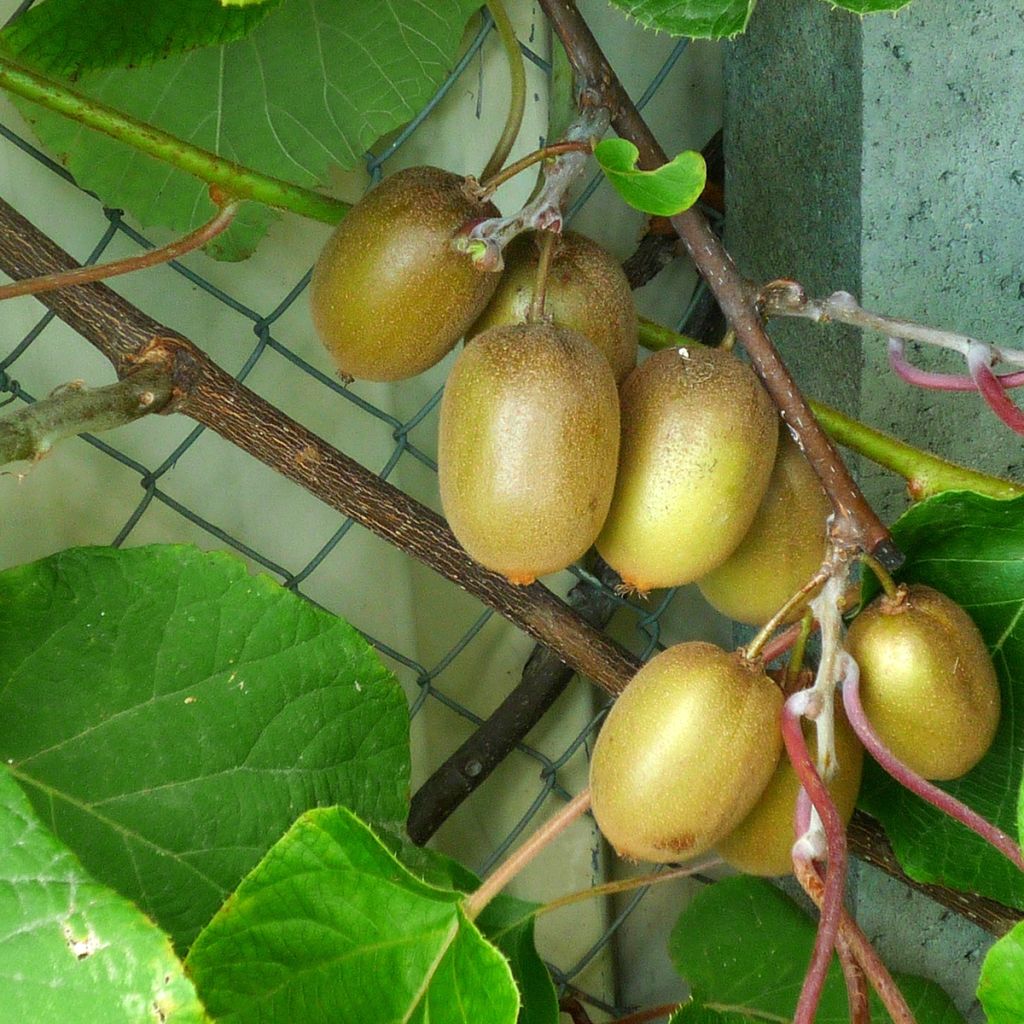 Kiwi Hayward (femelle) - Actinidia deliciosa