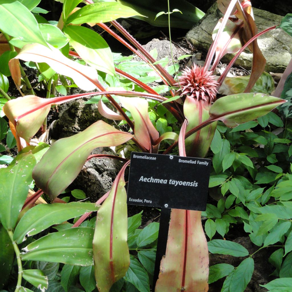 Aechmea tayoensis