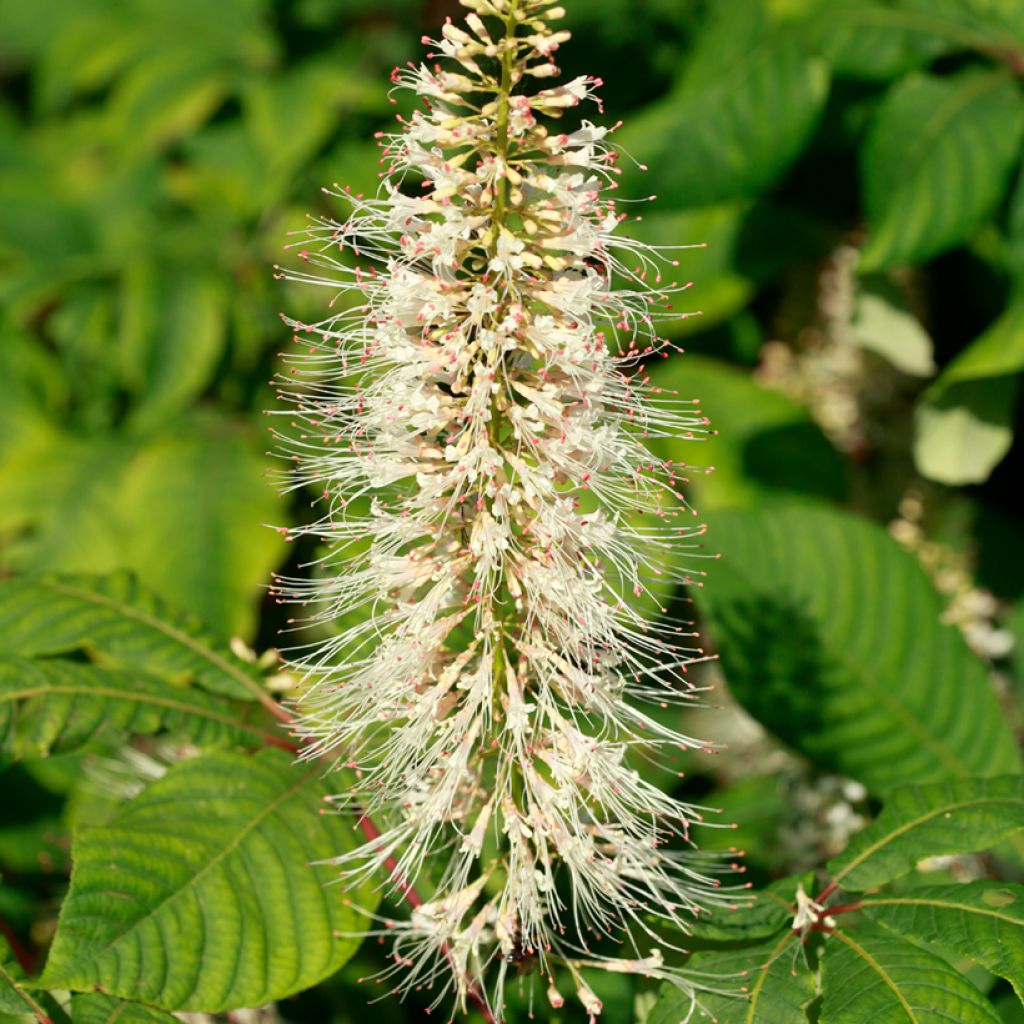 Aesculus parviflora