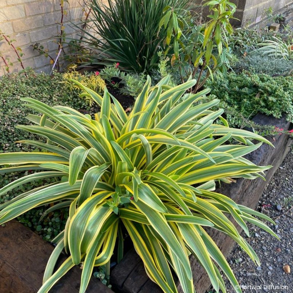 Agapanthe praecox Zambezi