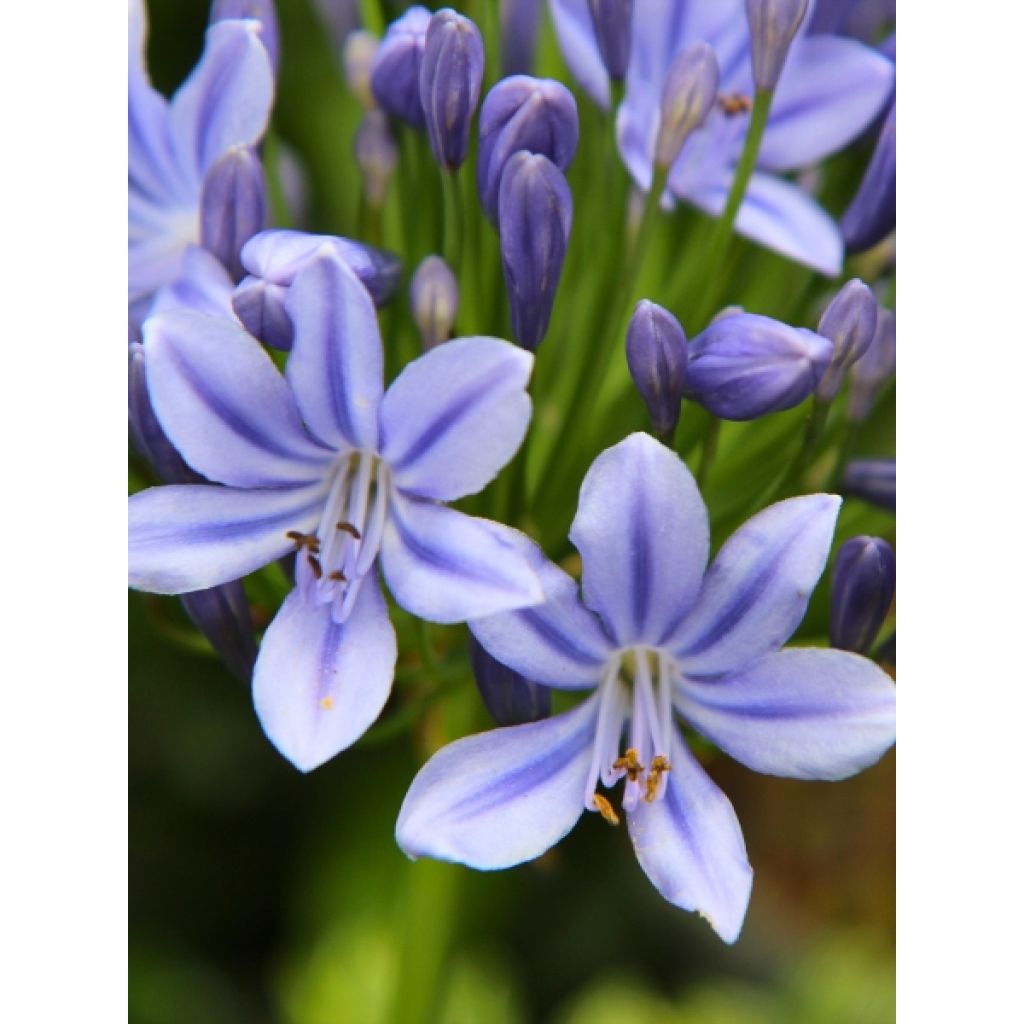 Agapanto Flower of Love