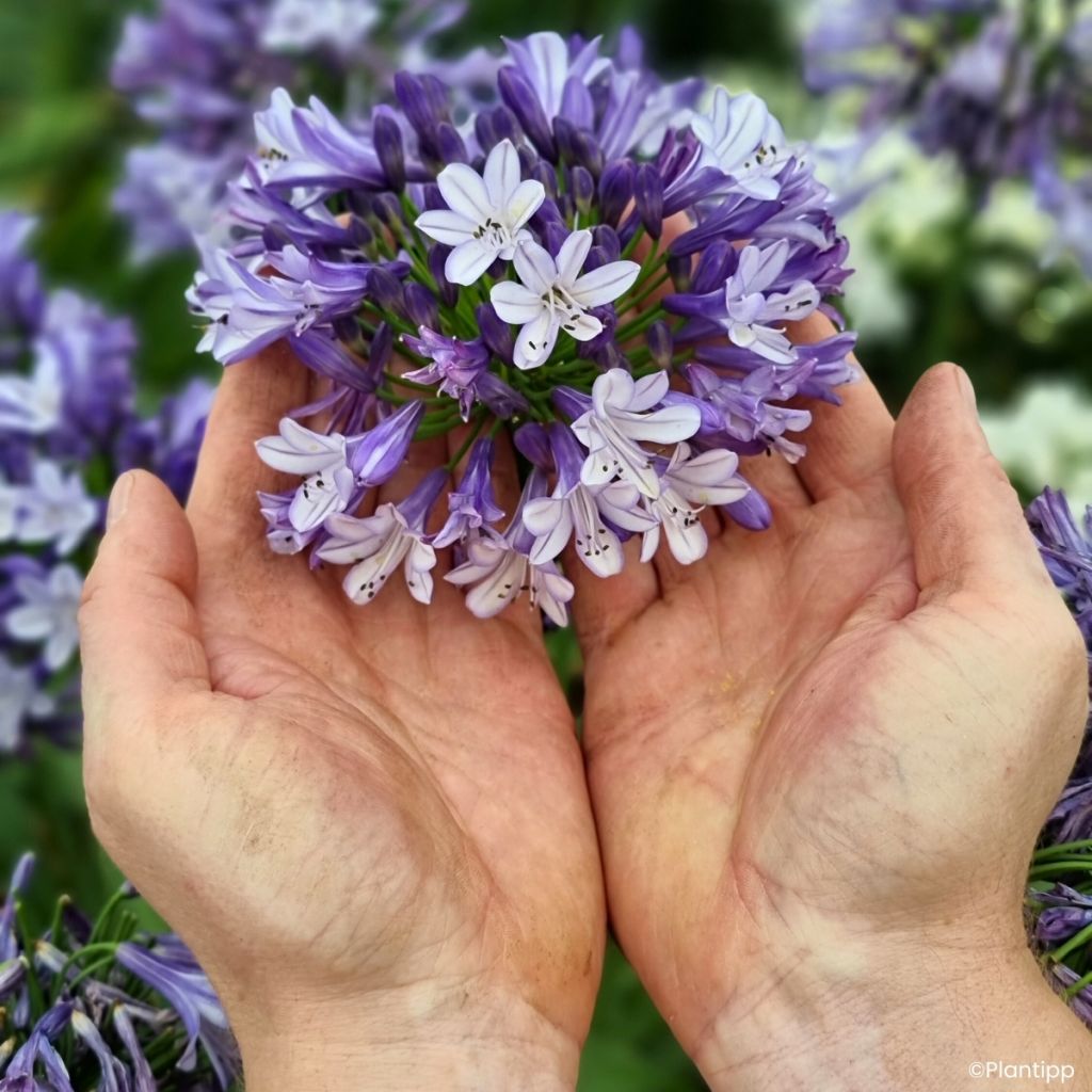 Agapanthe Everpanthus Midnight Moon