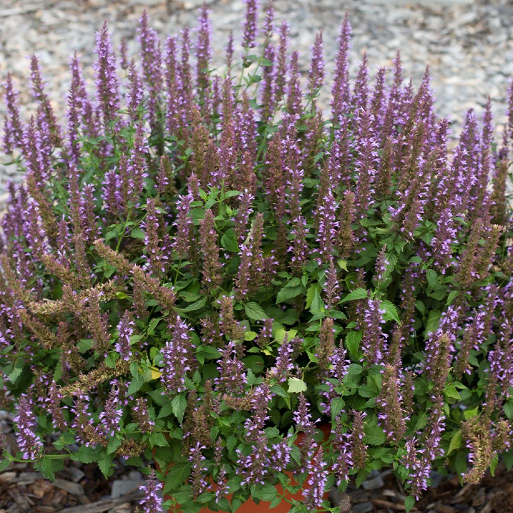 Agastache foeniculum Celestia - Hysope anisée
