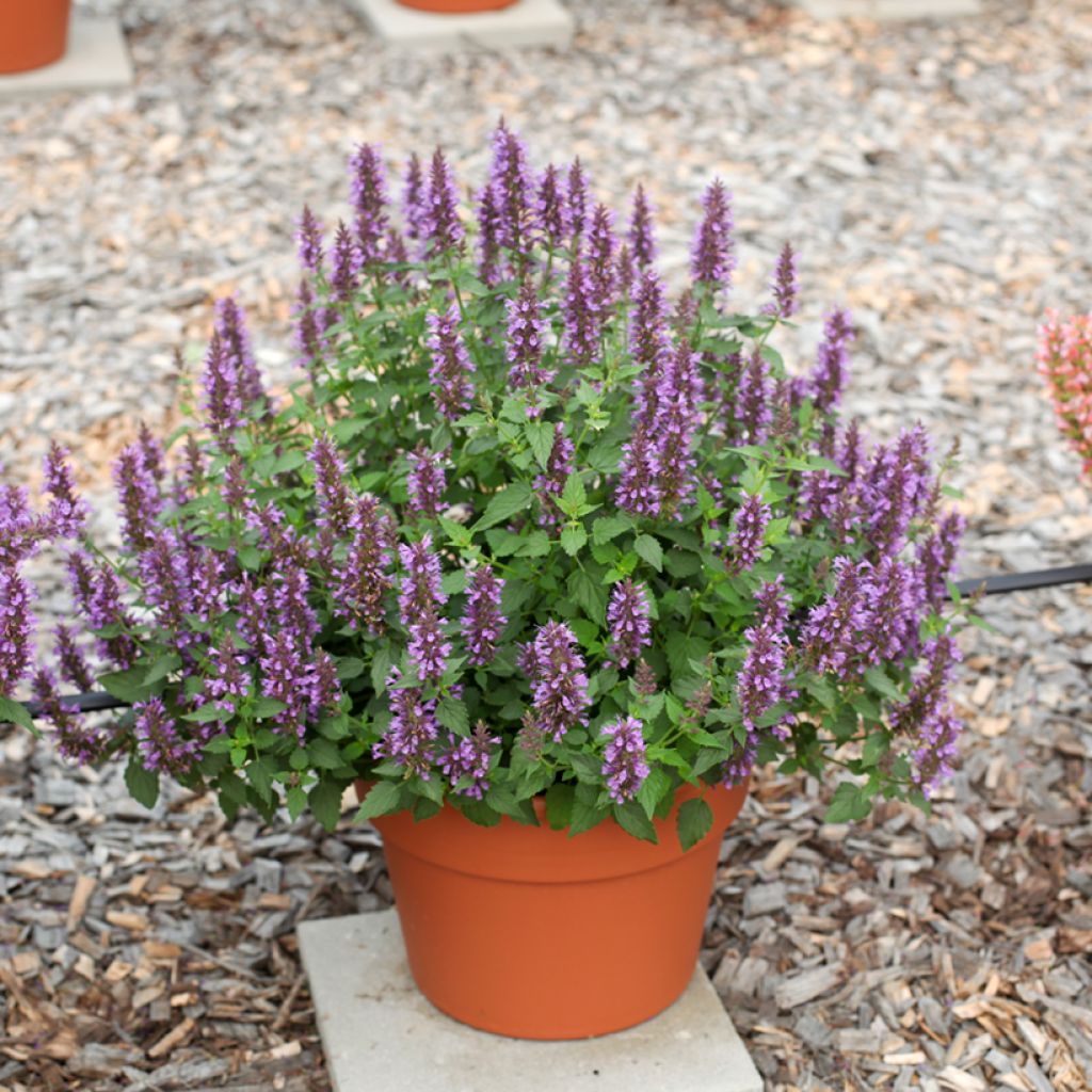 Agastache foeniculum Celestia - Hysope anisée