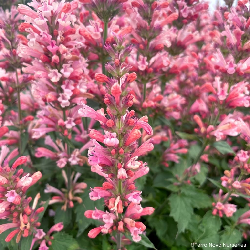 Agastache Pink Pearl