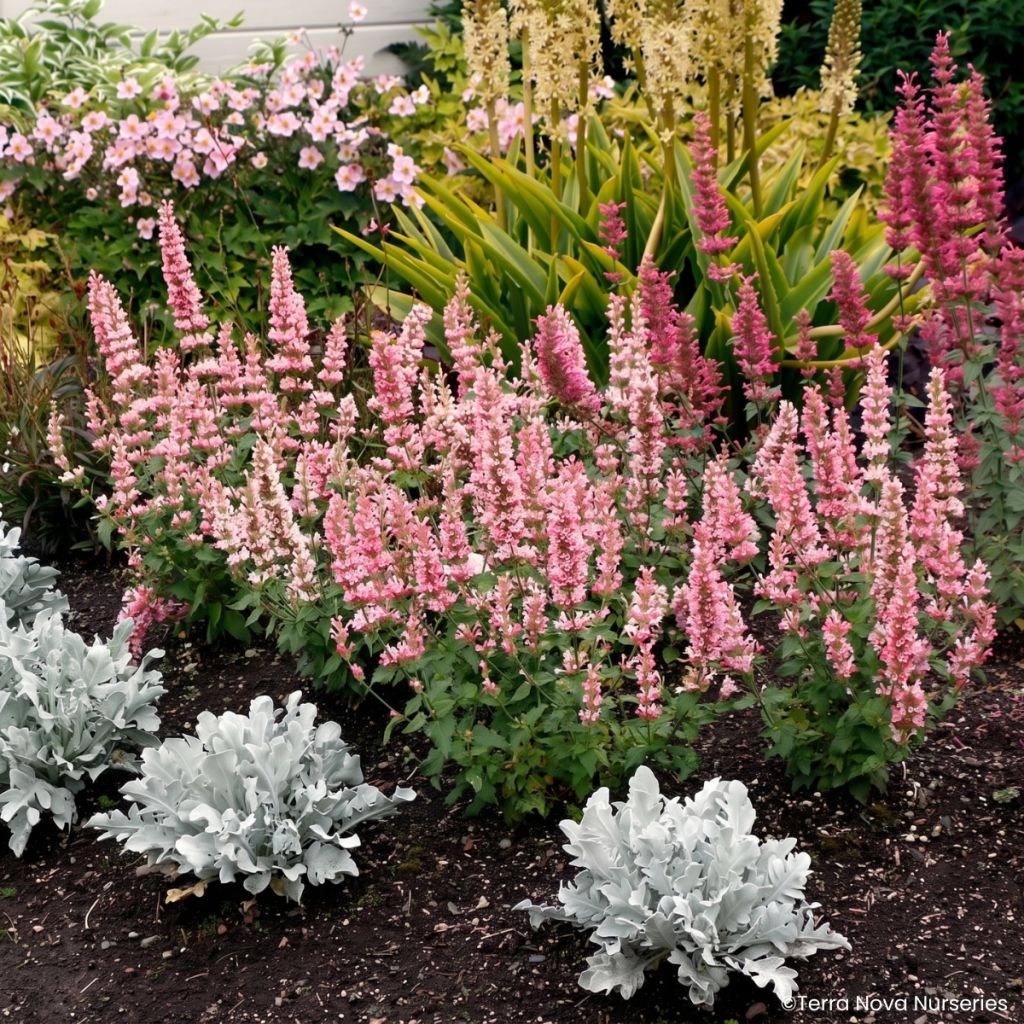Agastache Pink Pearl