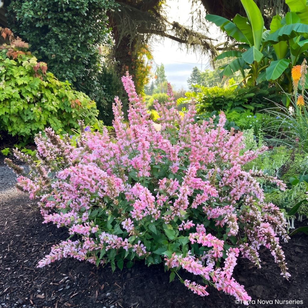 Agastache Pink Pearl