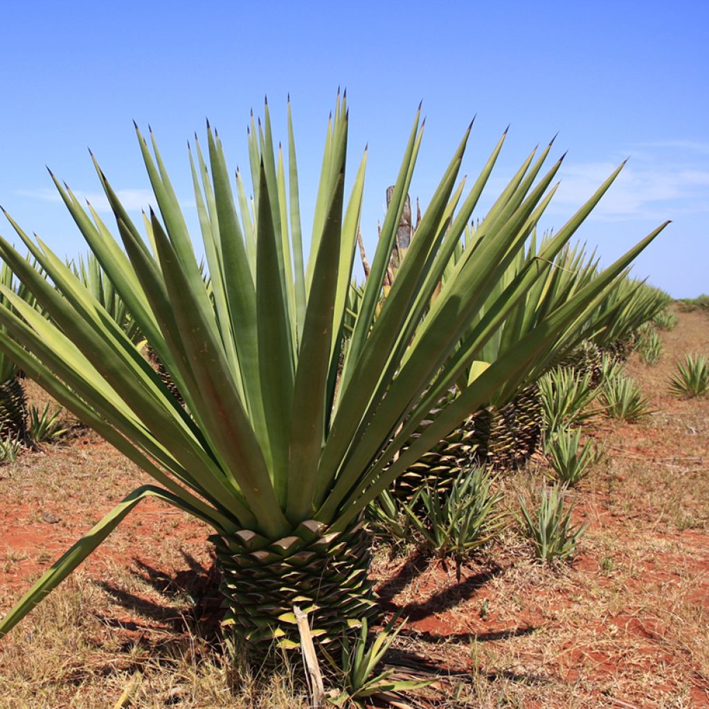 Agave fourcroydes