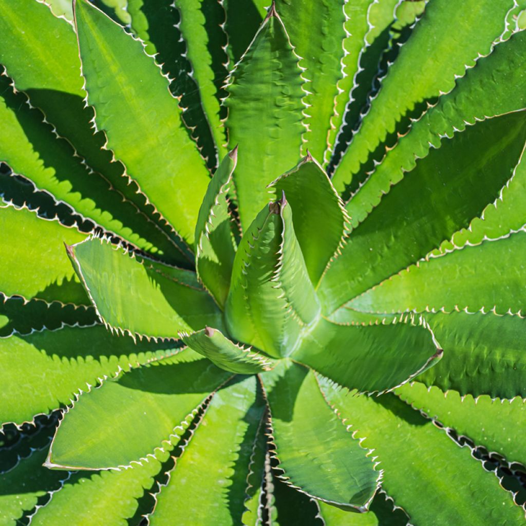 Agave lophantha - Agave à crête épineuse
