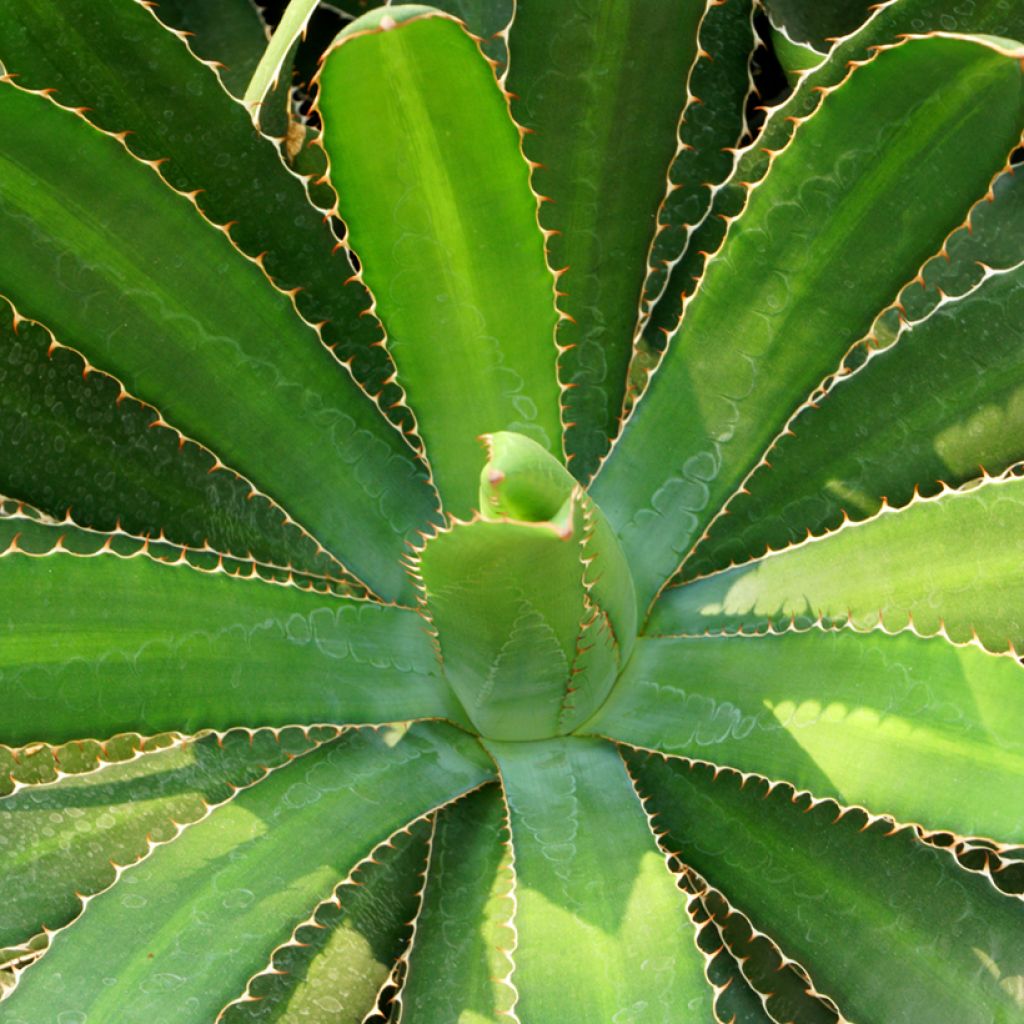 Agave lophantha