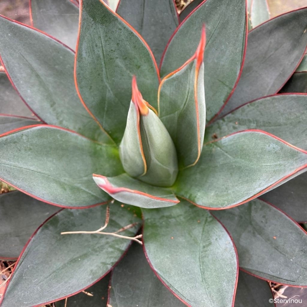 Agave attenuata Blue Ember