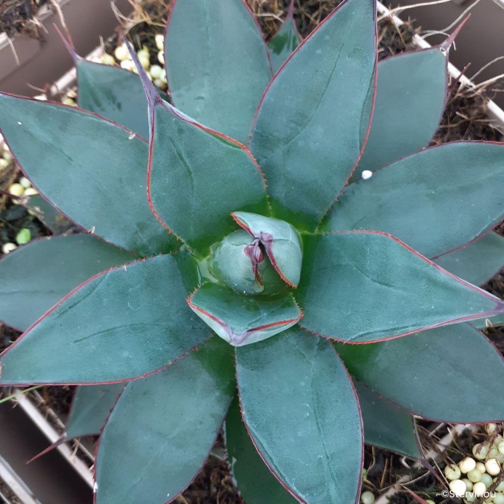 Agave attenuata Blue Ember