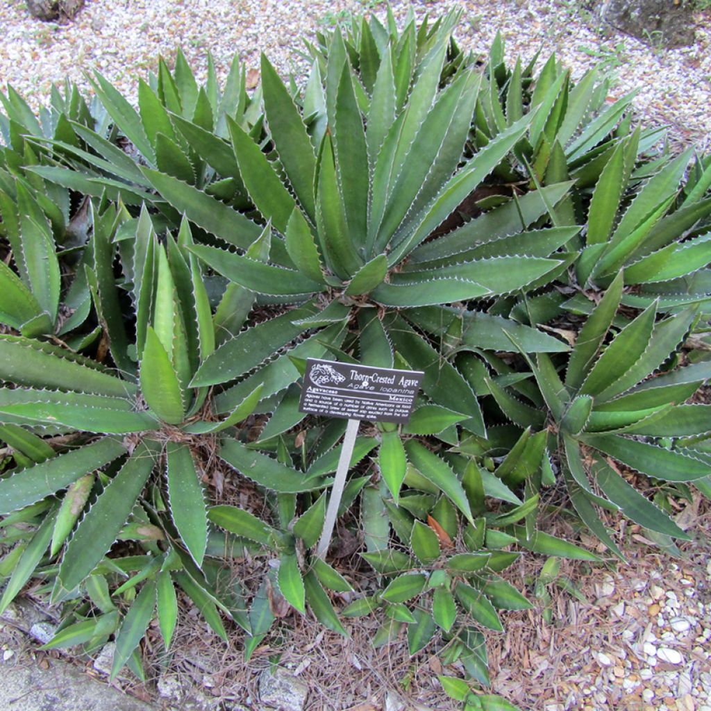 Agave lophantha
