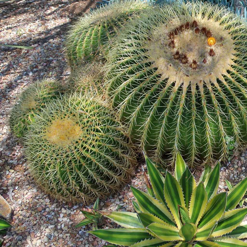 Agave lophantha Quadricolor