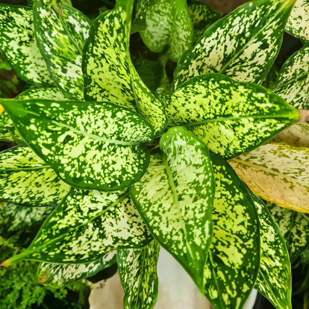 Aglaonema commutatum Snowflake