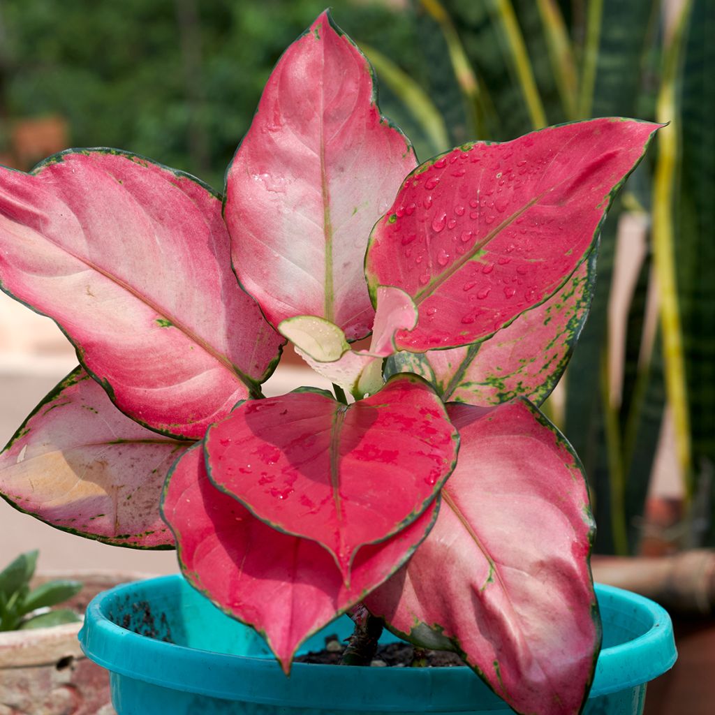 Aglaonema commutatum Red Zircon
