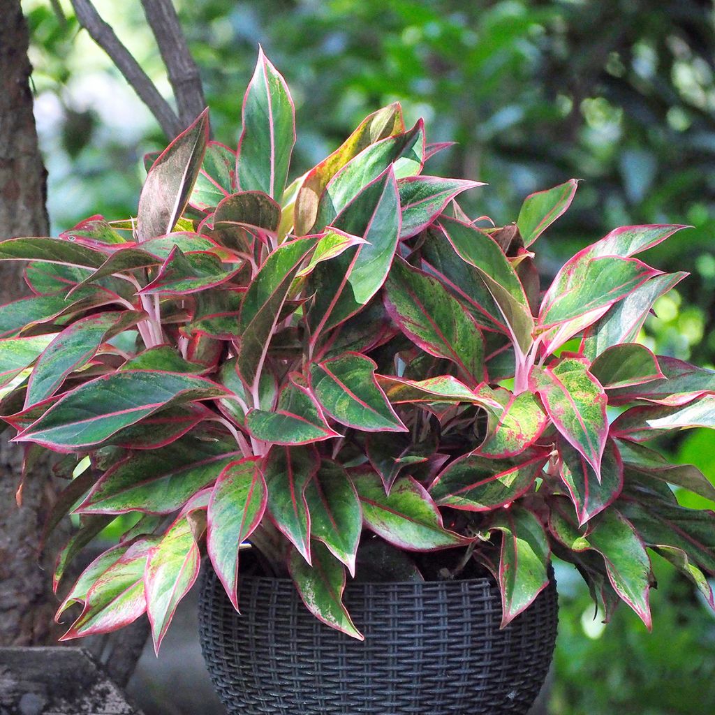 Aglaonema Siam Aurora