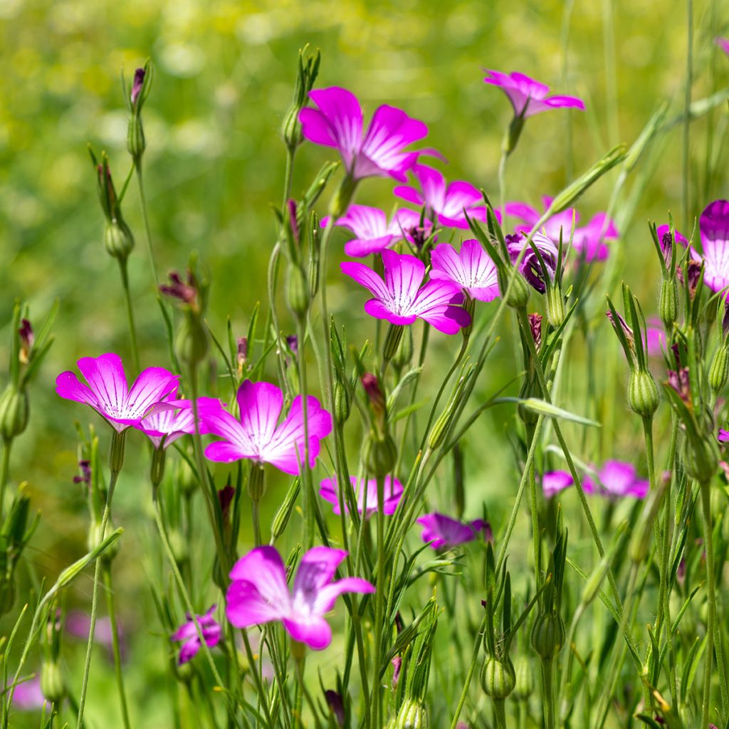Graines de Nielle des Blés BIO - Agrostemma githago
