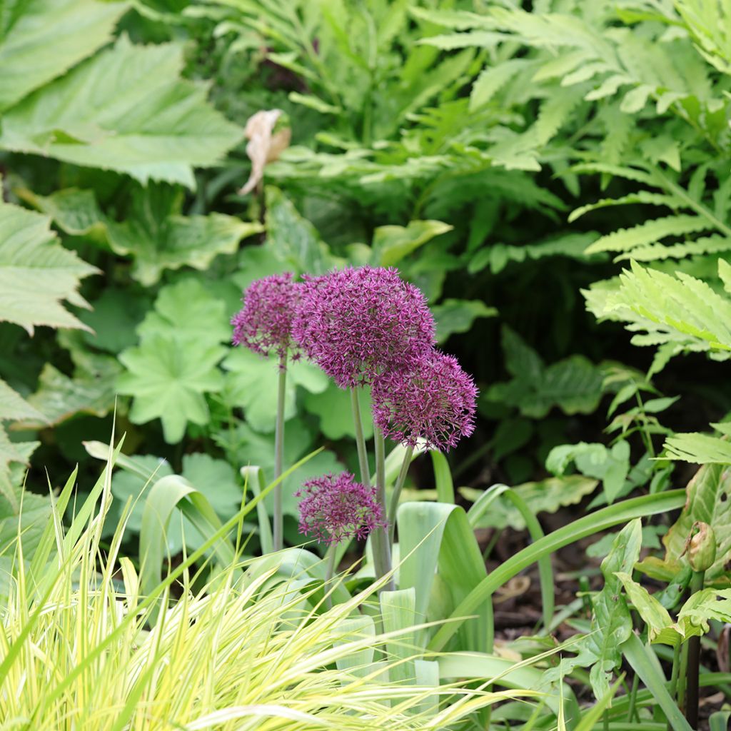 Ail d'ornement - Allium Ostara