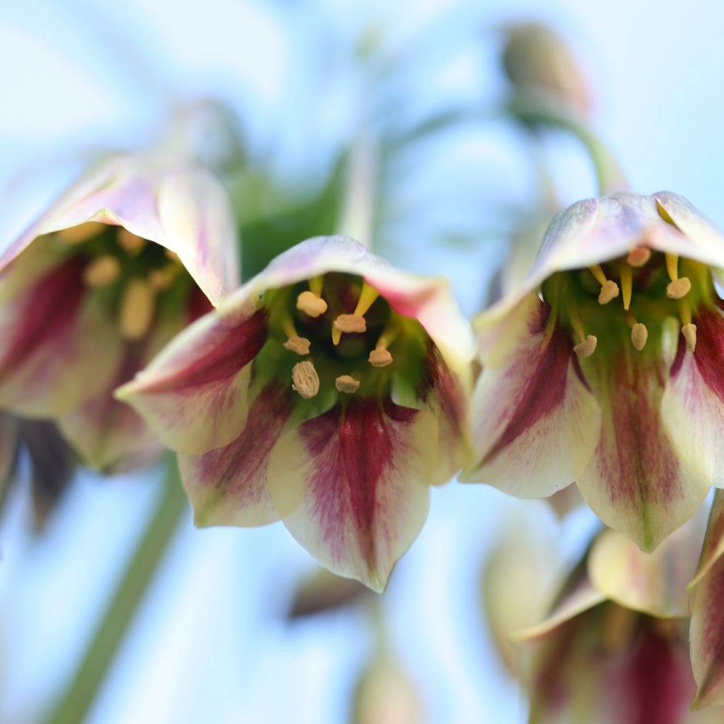 Ail d'ornement - Allium bulgaricum ou nectaroscordum