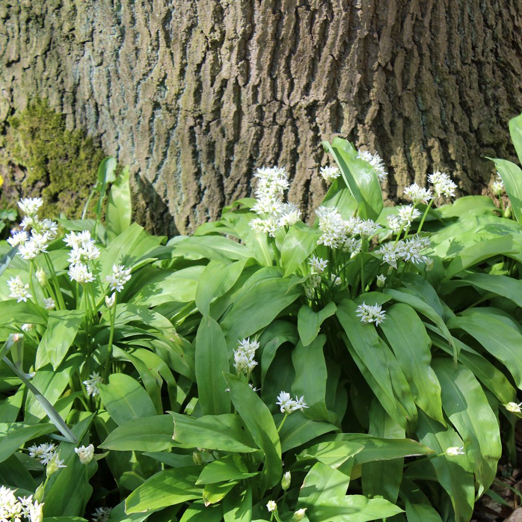 Alho dos ursos - Allium ursinum