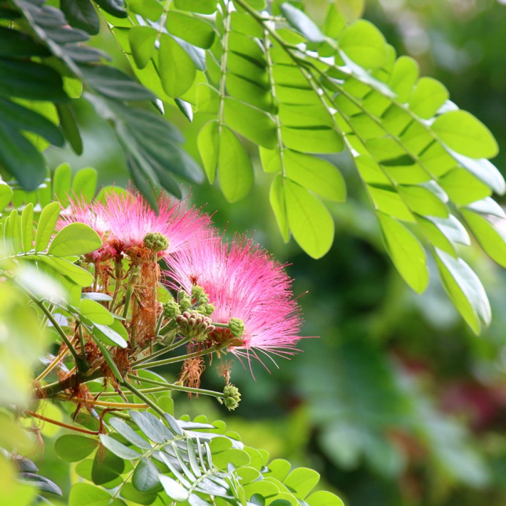 Albizia saman - Arbre à pluie