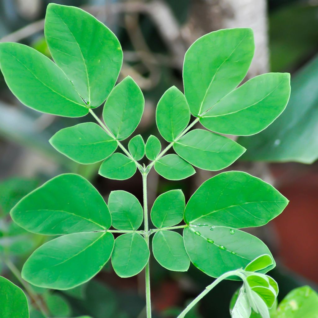 Albizia saman - Árvore-da-chuva