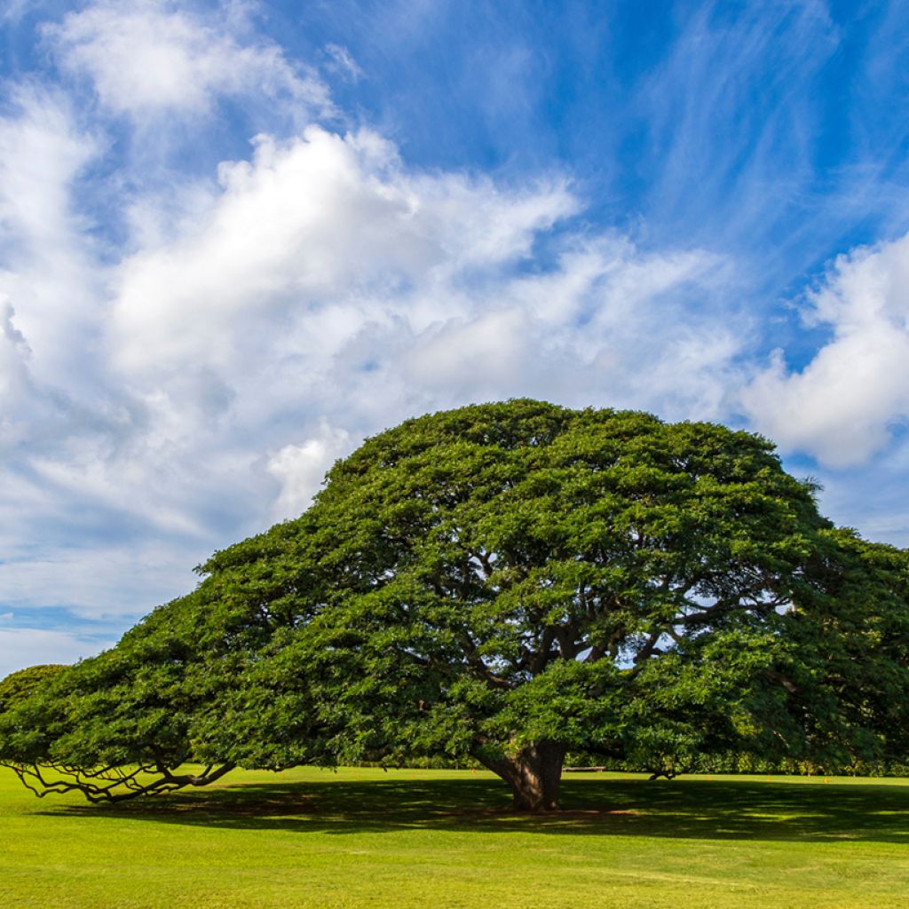 Albizia saman - Árvore-da-chuva