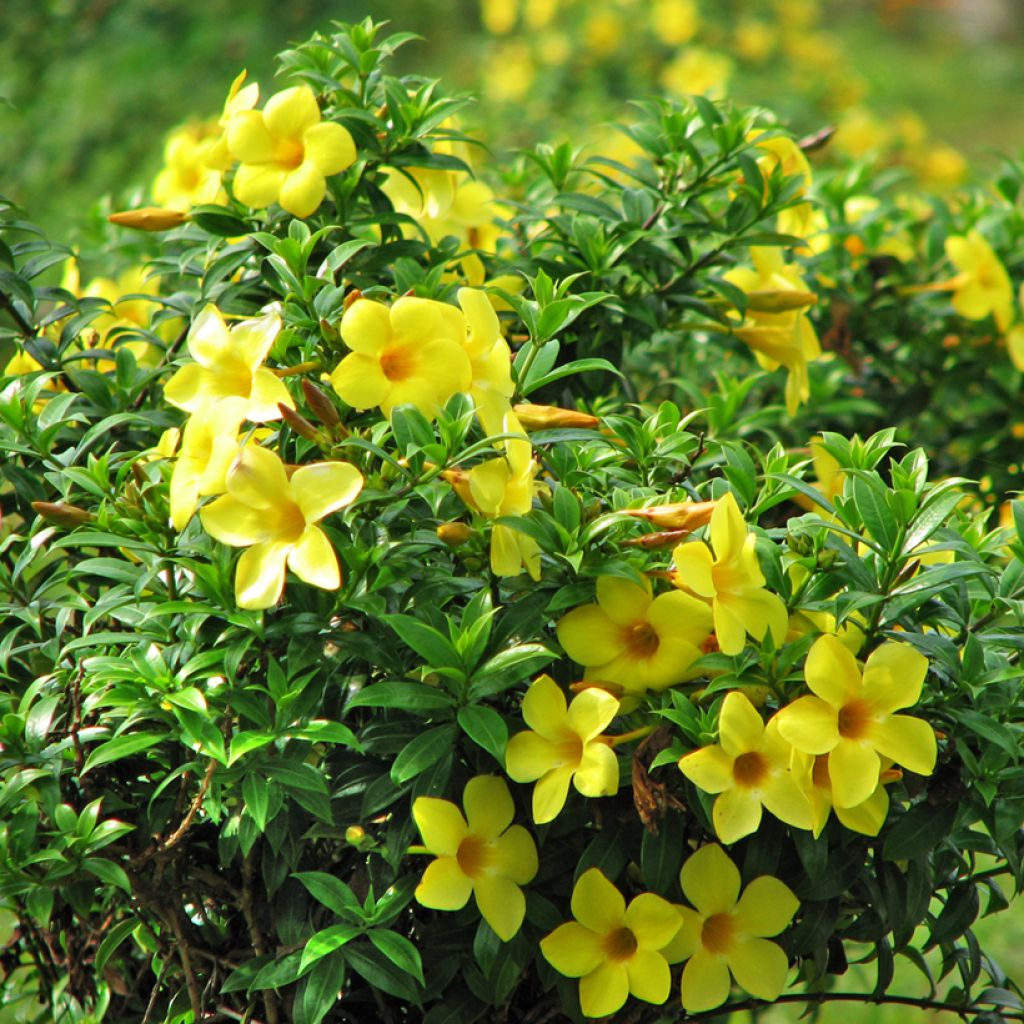 Allamanda cathartica