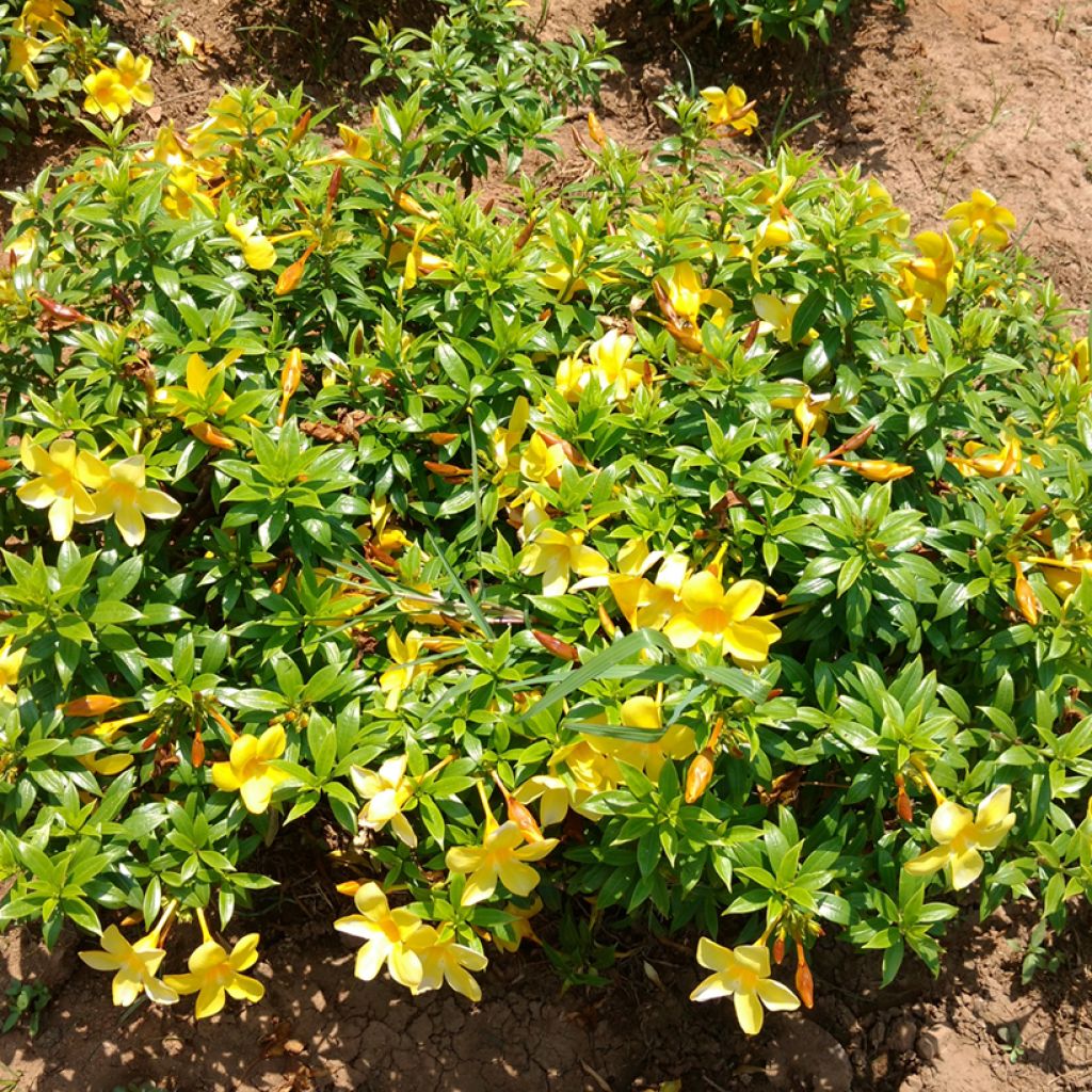 Allamanda cathartica