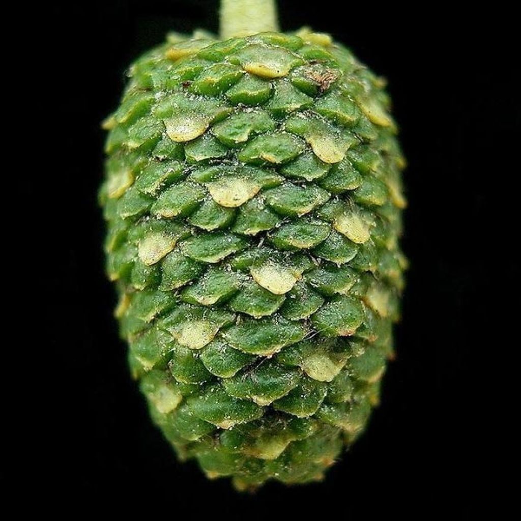 Aulne de Corse - Alnus cordata