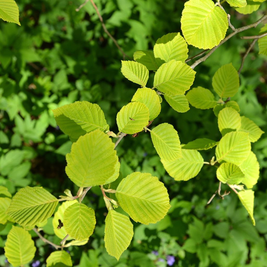 Alnus glutinosa Aurea