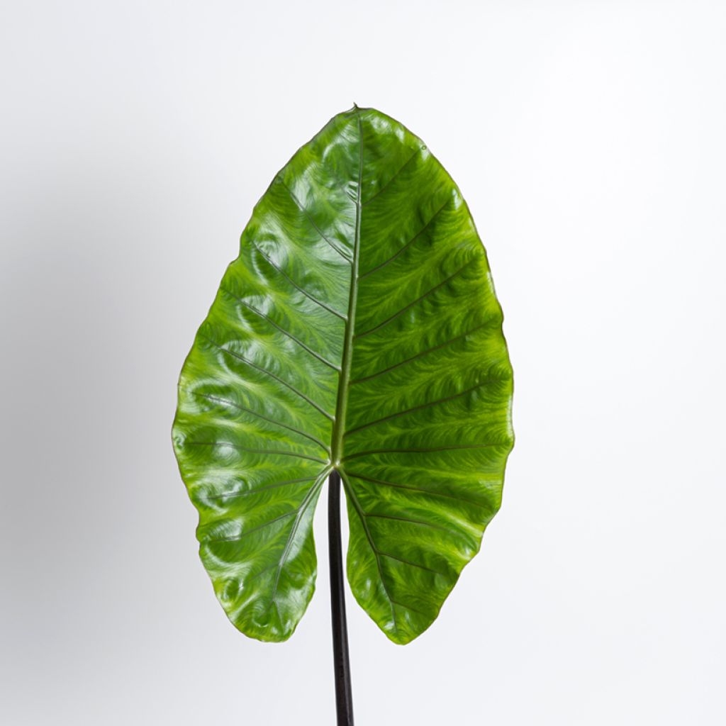 Alocasia macrorrhizos Black Stem