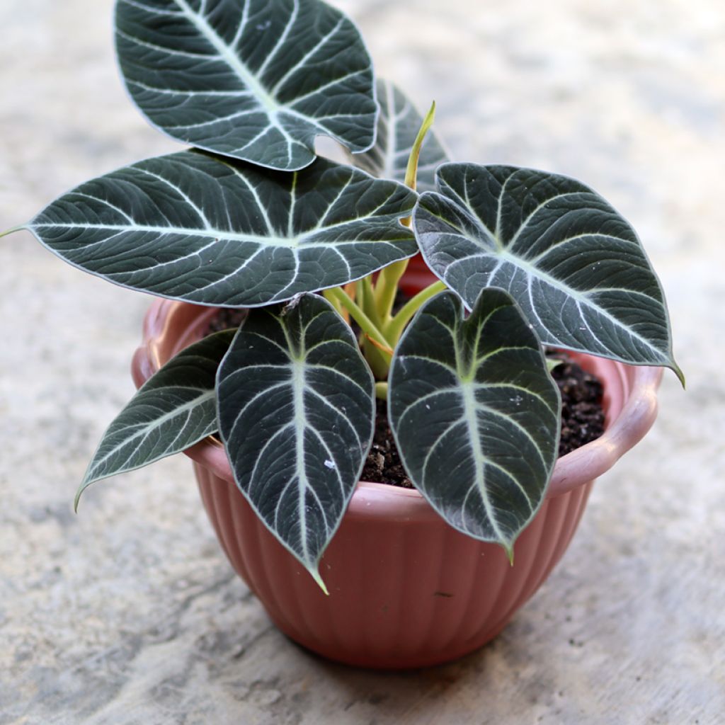 Alocasia Black Velvet