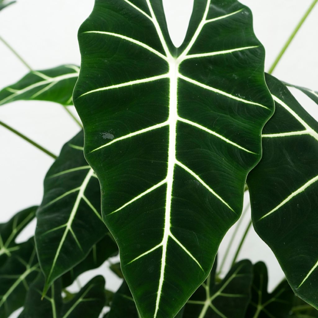 Alocasia Frydek