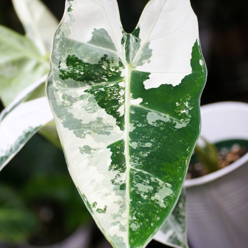 Alocasia Frydek Variegata - Oreille d'éléphant