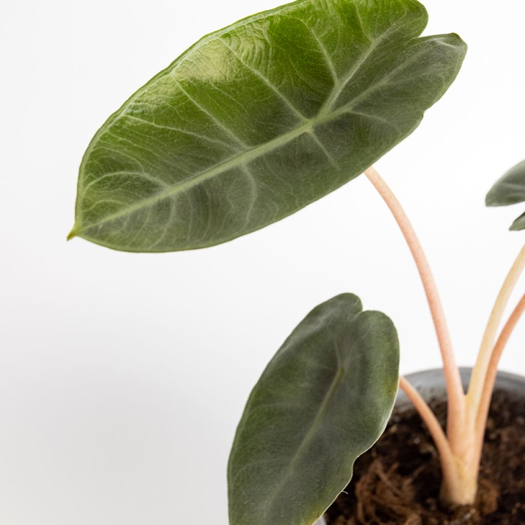 Alocasia Pink Dragon