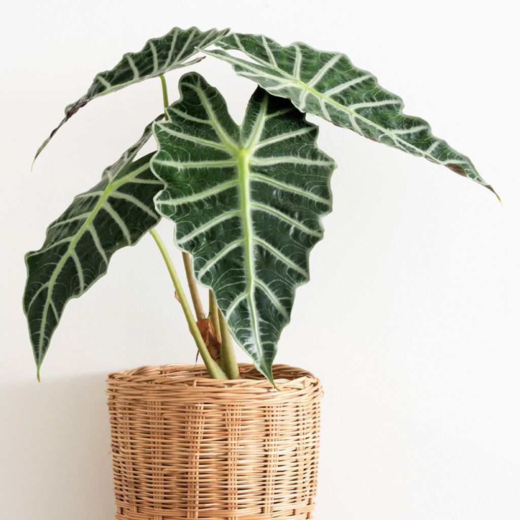 Alocasia Polly - Oreille d'éléphant