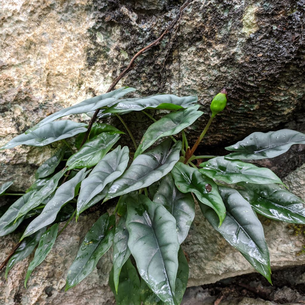 Alocasia reversa