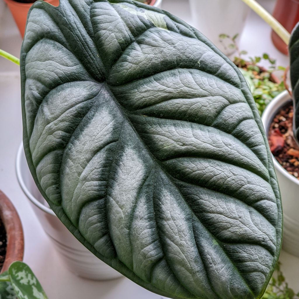 Alocasia Silver Dragon - Oreille d'éléphant