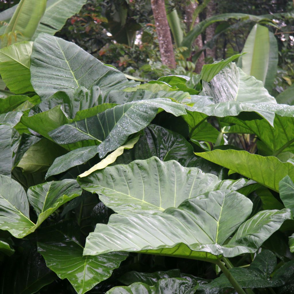 Alocasia Sumo